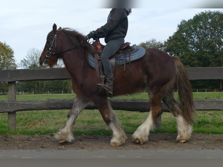 Cob Irlandese / Tinker / Gypsy Vanner Castrone 10 Anni 136 cm Sauro in Lathen