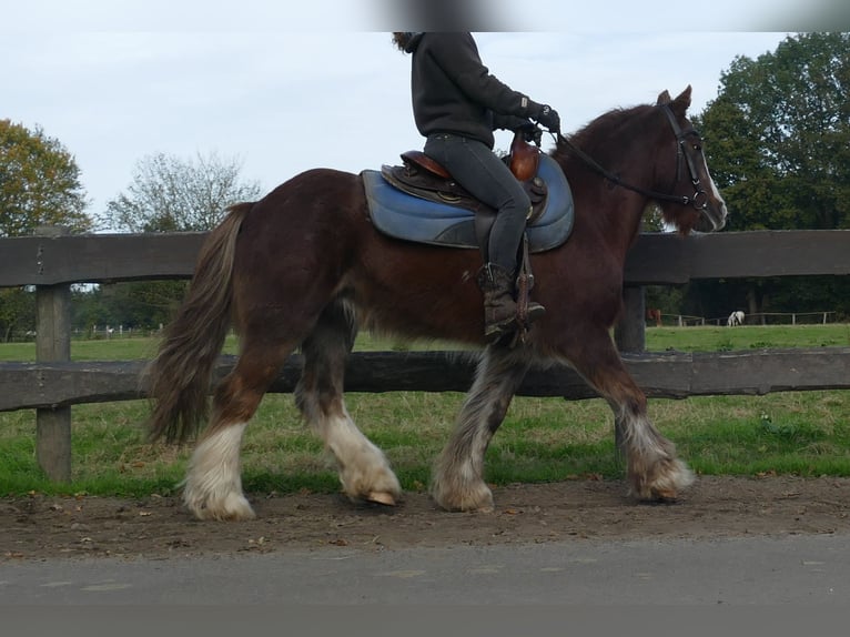 Cob Irlandese / Tinker / Gypsy Vanner Castrone 10 Anni 136 cm Sauro in Lathen