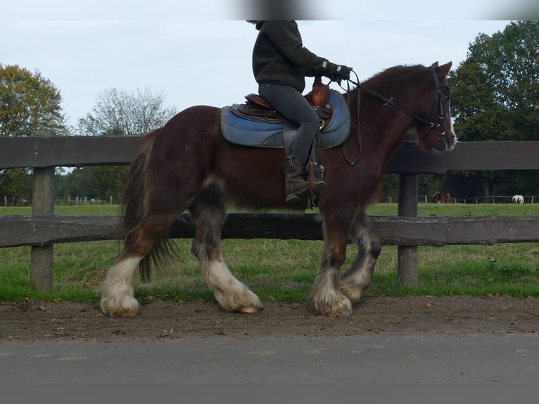 Cob Irlandese / Tinker / Gypsy Vanner Castrone 10 Anni 136 cm Sauro in Lathen