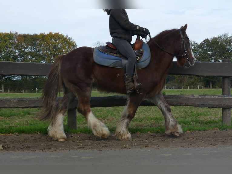 Cob Irlandese / Tinker / Gypsy Vanner Castrone 10 Anni 136 cm Sauro in Lathen