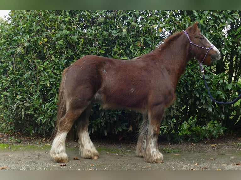 Cob Irlandese / Tinker / Gypsy Vanner Castrone 10 Anni 136 cm Sauro in Lathen