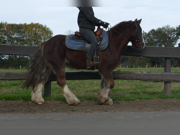 Cob Irlandese / Tinker / Gypsy Vanner Castrone 10 Anni 136 cm Sauro in Lathen