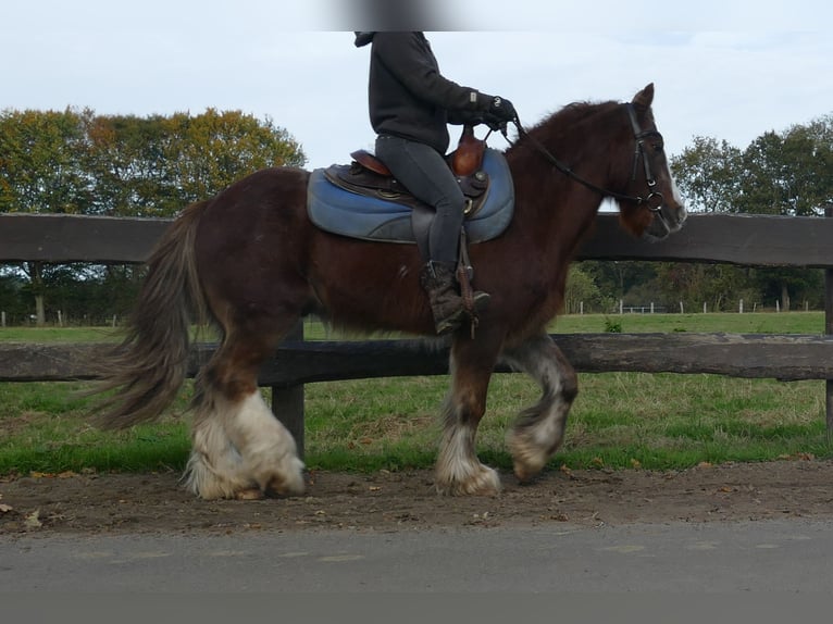 Cob Irlandese / Tinker / Gypsy Vanner Castrone 10 Anni 136 cm Sauro in Lathen