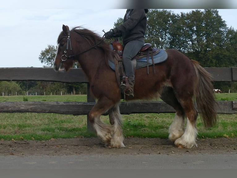 Cob Irlandese / Tinker / Gypsy Vanner Castrone 10 Anni 136 cm Sauro in Lathen