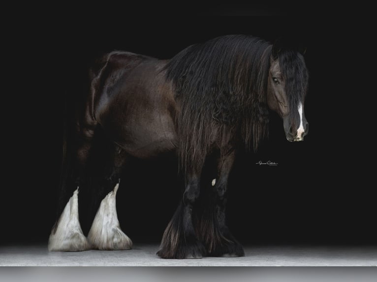 Cob Irlandese / Tinker / Gypsy Vanner Castrone 10 Anni 137 cm Morello in Brooksville Florida