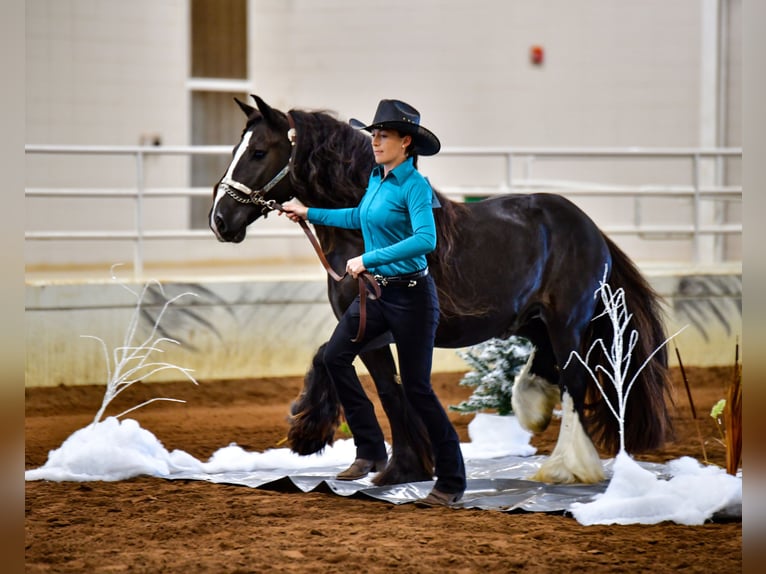 Cob Irlandese / Tinker / Gypsy Vanner Castrone 10 Anni 137 cm Morello in Brooksville Florida