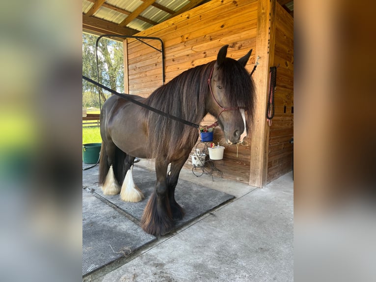 Cob Irlandese / Tinker / Gypsy Vanner Castrone 10 Anni 137 cm Morello in Brooksville Florida