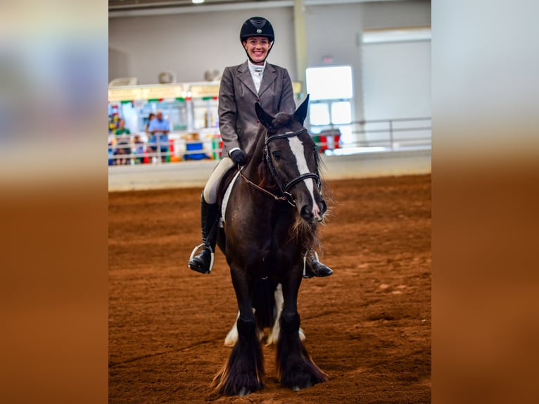 Cob Irlandese / Tinker / Gypsy Vanner Castrone 10 Anni 137 cm Morello in Brooksville Florida