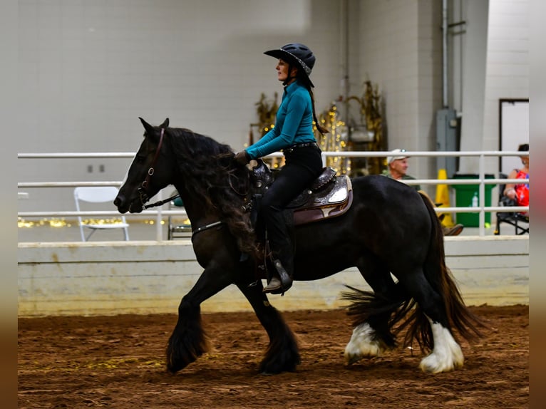 Cob Irlandese / Tinker / Gypsy Vanner Castrone 10 Anni 137 cm Morello in Brooksville Florida