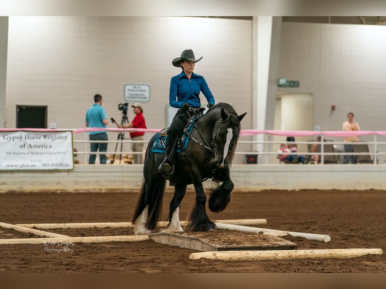 Cob Irlandese / Tinker / Gypsy Vanner Castrone 10 Anni 137 cm Morello in Brooksville Florida