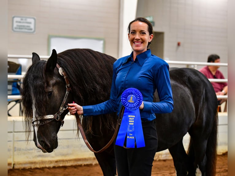 Cob Irlandese / Tinker / Gypsy Vanner Castrone 10 Anni 137 cm Morello in Brooksville Florida