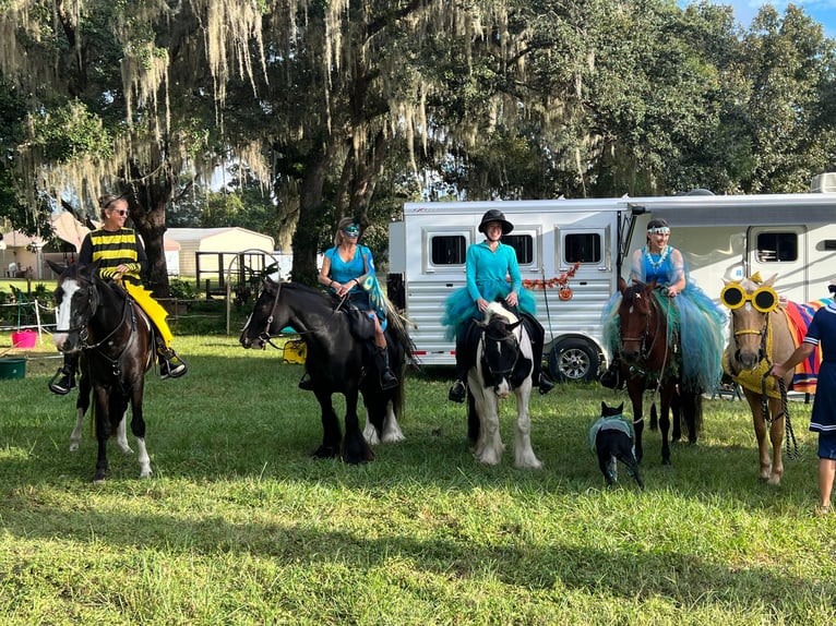 Cob Irlandese / Tinker / Gypsy Vanner Castrone 10 Anni 137 cm Morello in Brooksville Florida