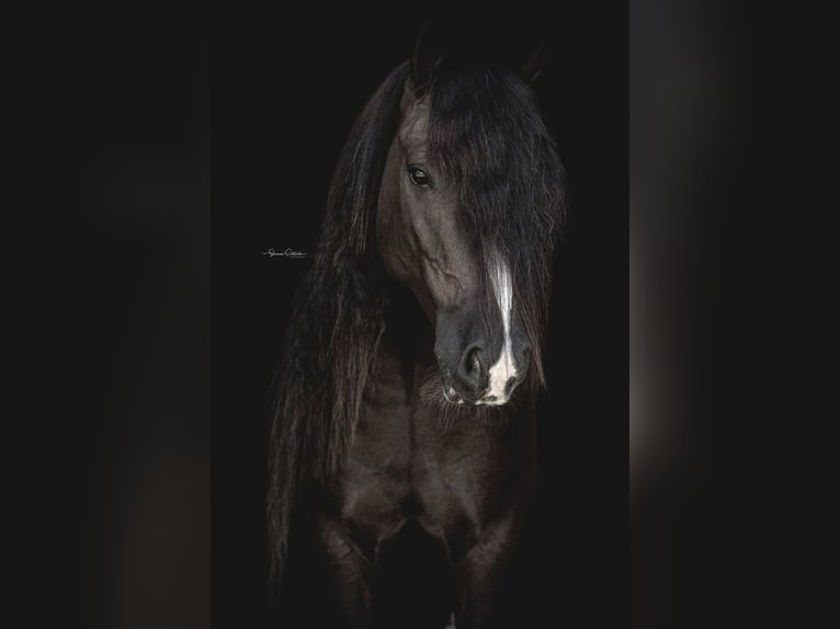 Cob Irlandese / Tinker / Gypsy Vanner Castrone 10 Anni 137 cm Morello in Brooksville Florida