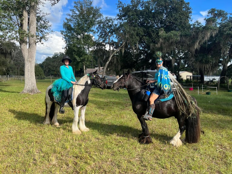 Cob Irlandese / Tinker / Gypsy Vanner Castrone 10 Anni 137 cm Morello in Brooksville Florida