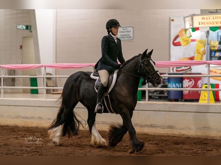 Cob Irlandese / Tinker / Gypsy Vanner Castrone 10 Anni 137 cm Morello in Brooksville Florida