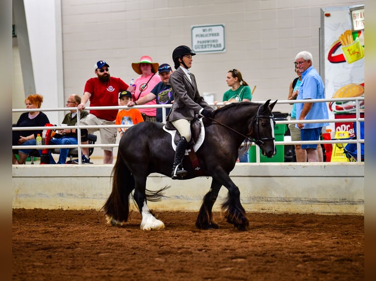 Cob Irlandese / Tinker / Gypsy Vanner Castrone 10 Anni 137 cm Morello in Brooksville Florida