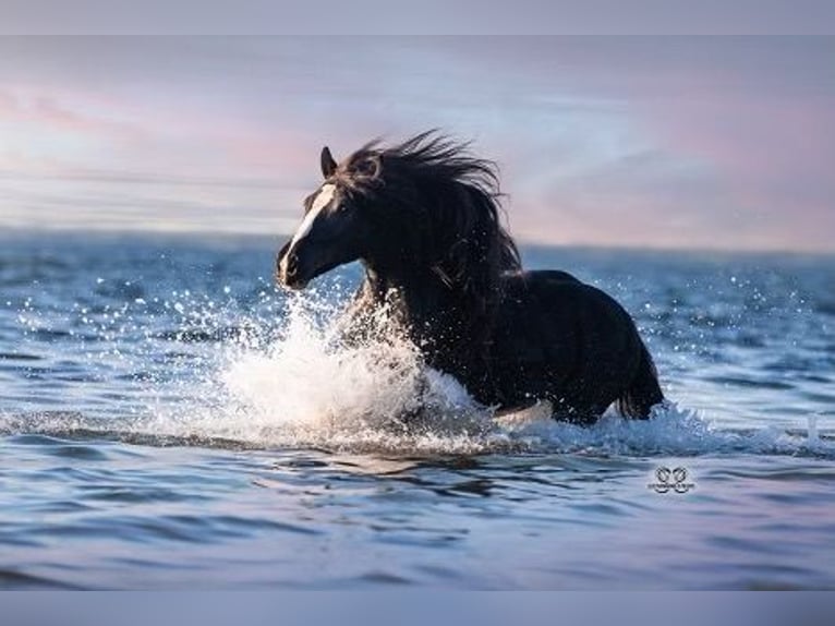 Cob Irlandese / Tinker / Gypsy Vanner Castrone 10 Anni 137 cm Morello in Brooksville Florida