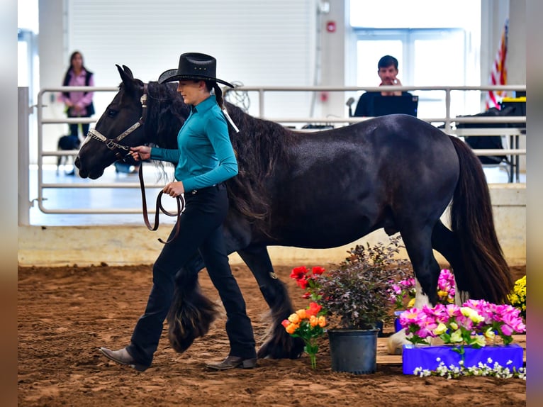 Cob Irlandese / Tinker / Gypsy Vanner Castrone 10 Anni 137 cm Morello in Brooksville Florida