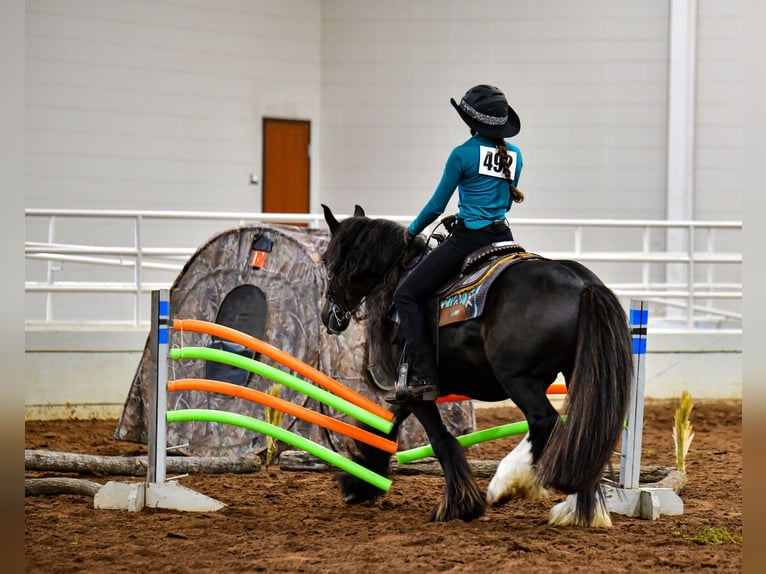 Cob Irlandese / Tinker / Gypsy Vanner Castrone 10 Anni 137 cm Morello in Brooksville Florida