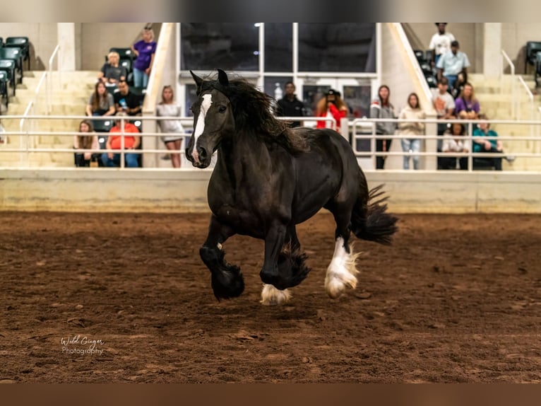 Cob Irlandese / Tinker / Gypsy Vanner Castrone 10 Anni 137 cm Morello in Brooksville Florida