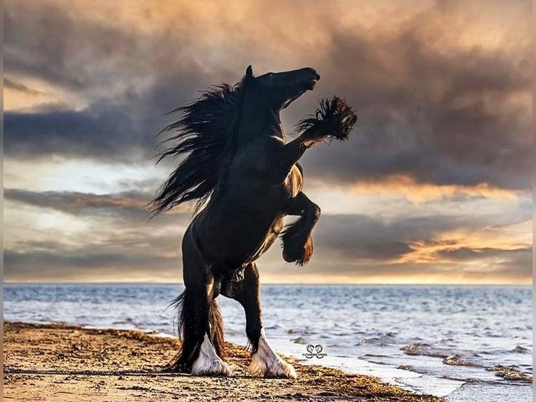 Cob Irlandese / Tinker / Gypsy Vanner Castrone 10 Anni 137 cm Morello in Brooksville Florida