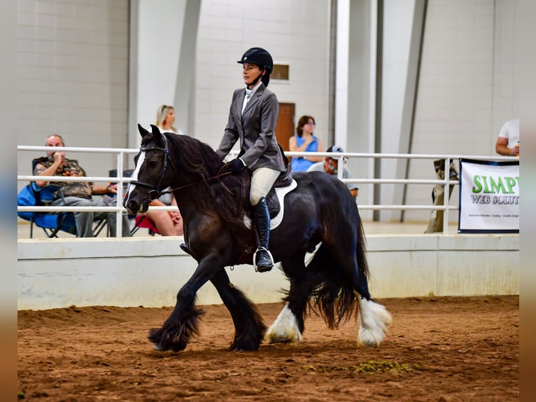 Cob Irlandese / Tinker / Gypsy Vanner Castrone 10 Anni 137 cm Morello in Brooksville Florida