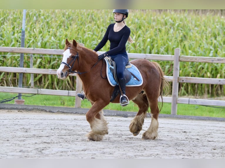 Cob Irlandese / Tinker / Gypsy Vanner Castrone 10 Anni 138 cm Sauro ciliegia in Bogaarden