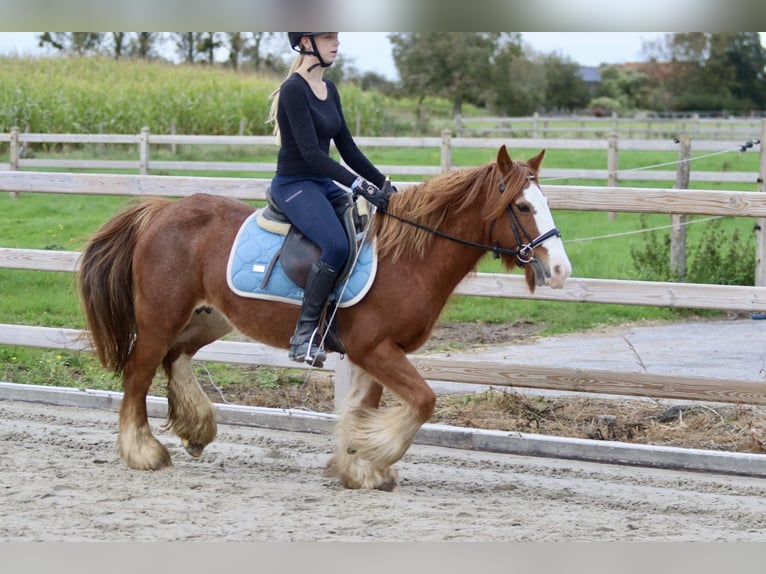 Cob Irlandese / Tinker / Gypsy Vanner Castrone 10 Anni 138 cm Sauro ciliegia in Bogaarden