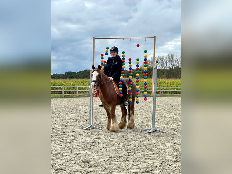 Cob Irlandese / Tinker / Gypsy Vanner Castrone 10 Anni 138 cm Sauro ciliegia in Bogaarden