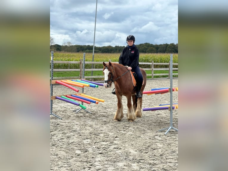 Cob Irlandese / Tinker / Gypsy Vanner Castrone 10 Anni 138 cm Sauro ciliegia in Bogaarden