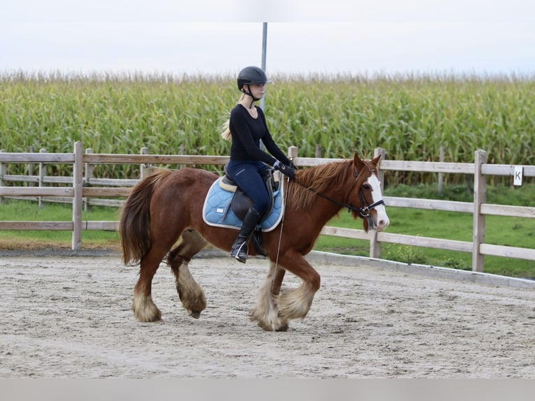 Cob Irlandese / Tinker / Gypsy Vanner Castrone 10 Anni 138 cm Sauro ciliegia in Bogaarden