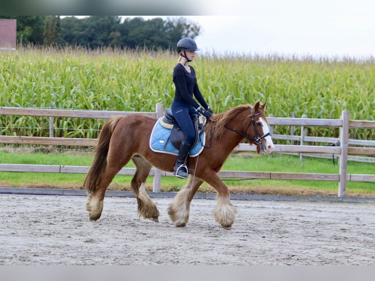 Cob Irlandese / Tinker / Gypsy Vanner Castrone 10 Anni 138 cm Sauro ciliegia in Bogaarden