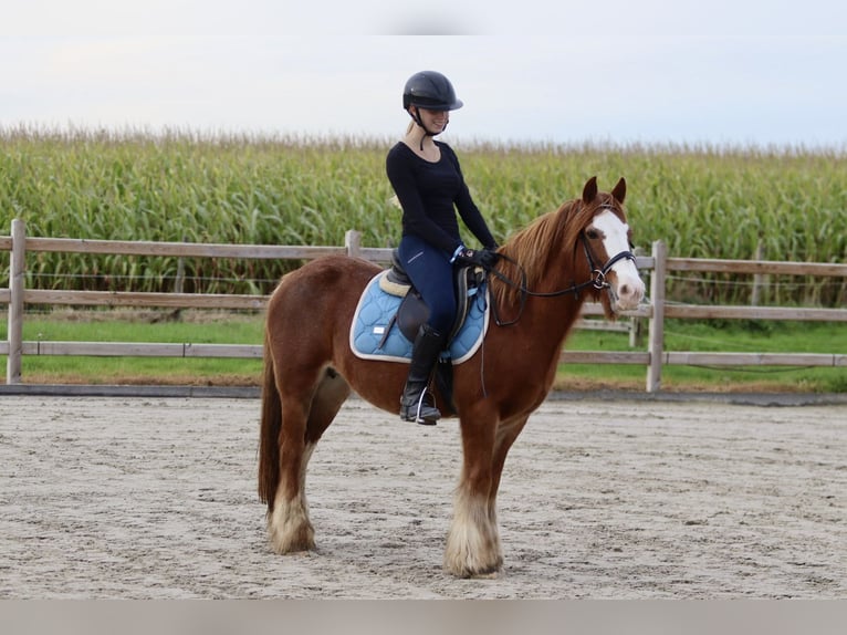 Cob Irlandese / Tinker / Gypsy Vanner Castrone 10 Anni 138 cm Sauro ciliegia in Bogaarden