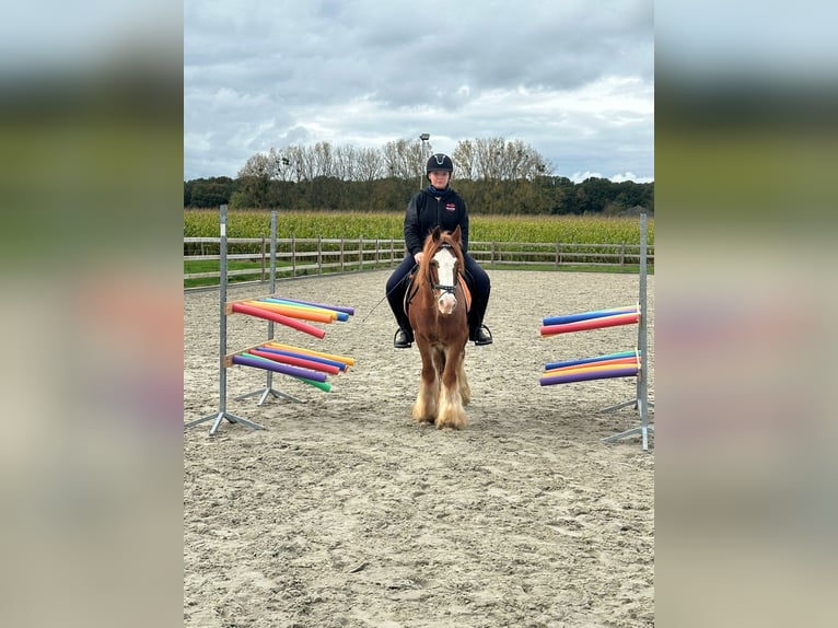 Cob Irlandese / Tinker / Gypsy Vanner Castrone 10 Anni 138 cm Sauro ciliegia in Bogaarden