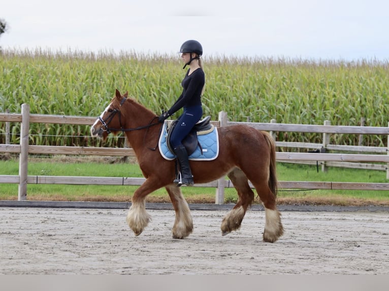 Cob Irlandese / Tinker / Gypsy Vanner Castrone 10 Anni 138 cm Sauro ciliegia in Bogaarden