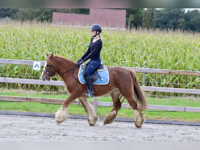 Cob Irlandese / Tinker / Gypsy Vanner Castrone 10 Anni 138 cm Sauro ciliegia in Bogaarden