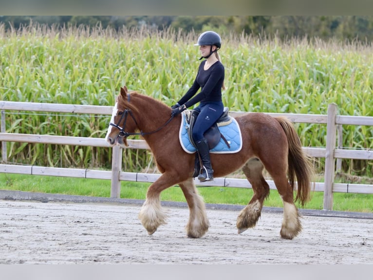 Cob Irlandese / Tinker / Gypsy Vanner Castrone 10 Anni 138 cm Sauro ciliegia in Bogaarden