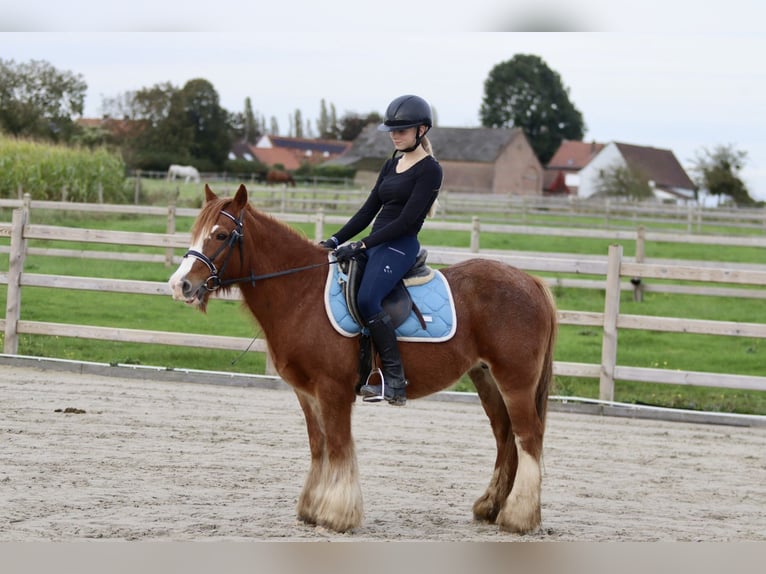 Cob Irlandese / Tinker / Gypsy Vanner Castrone 10 Anni 138 cm Sauro ciliegia in Bogaarden