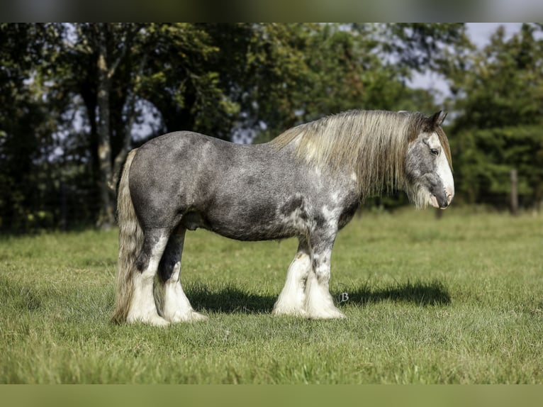 Cob Irlandese / Tinker / Gypsy Vanner Castrone 10 Anni 140 cm Sabino in Lufkin