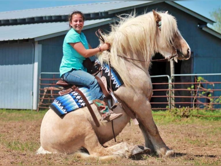 Cob Irlandese / Tinker / Gypsy Vanner Castrone 10 Anni 142 cm Palomino in Huntsville, TX