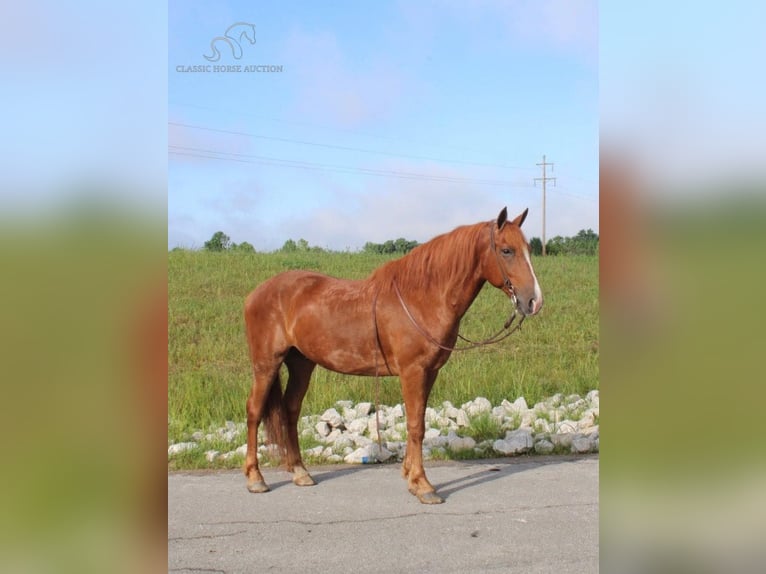 Cob Irlandese / Tinker / Gypsy Vanner Castrone 10 Anni 142 cm Sauro ciliegia in Whitley City, KY