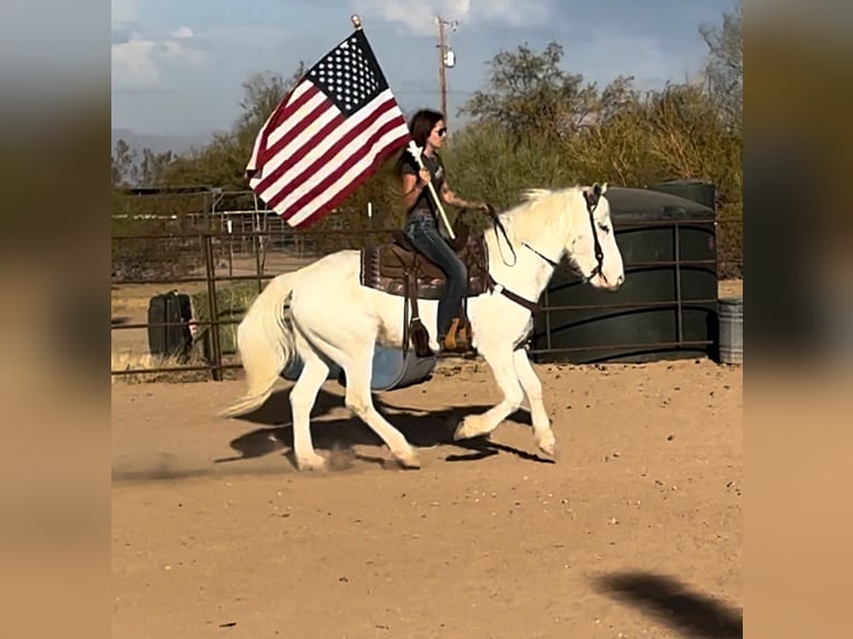 Cob Irlandese / Tinker / Gypsy Vanner Mix Castrone 10 Anni 147 cm in Marana, AZ