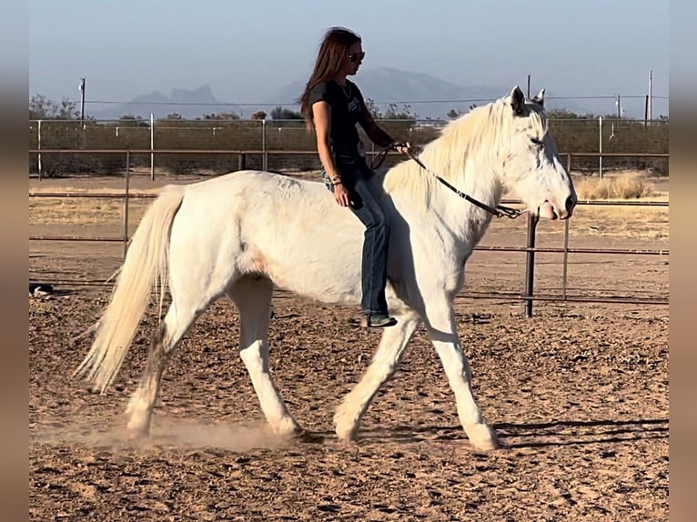 Cob Irlandese / Tinker / Gypsy Vanner Mix Castrone 10 Anni 147 cm in Marana, AZ