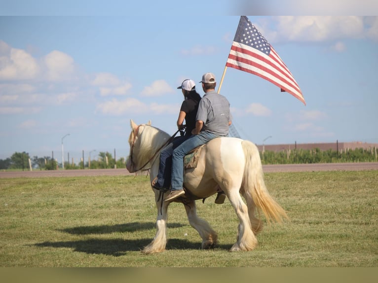 Cob Irlandese / Tinker / Gypsy Vanner Castrone 10 Anni 152 cm Champagne in Brookings SD