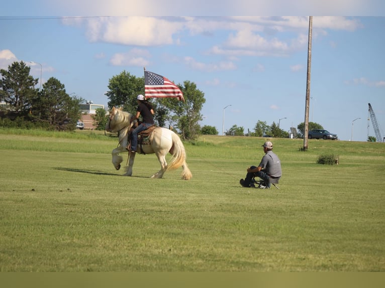 Cob Irlandese / Tinker / Gypsy Vanner Castrone 10 Anni 152 cm Champagne in Brookings SD