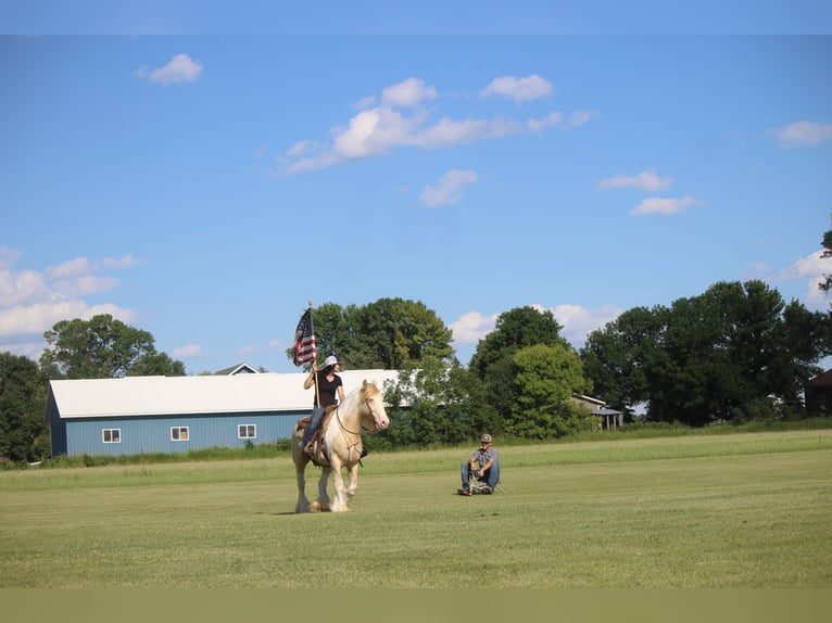 Cob Irlandese / Tinker / Gypsy Vanner Castrone 10 Anni 152 cm Champagne in Brookings SD