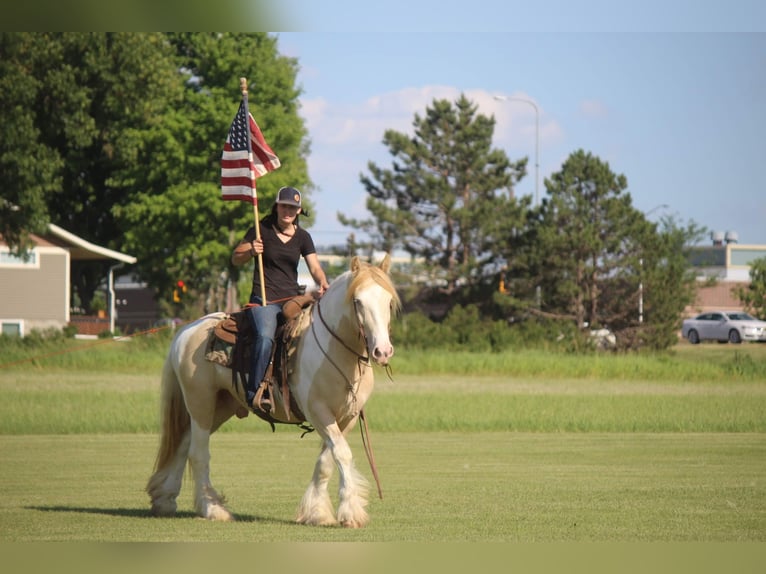 Cob Irlandese / Tinker / Gypsy Vanner Castrone 10 Anni 152 cm Champagne in Brookings SD