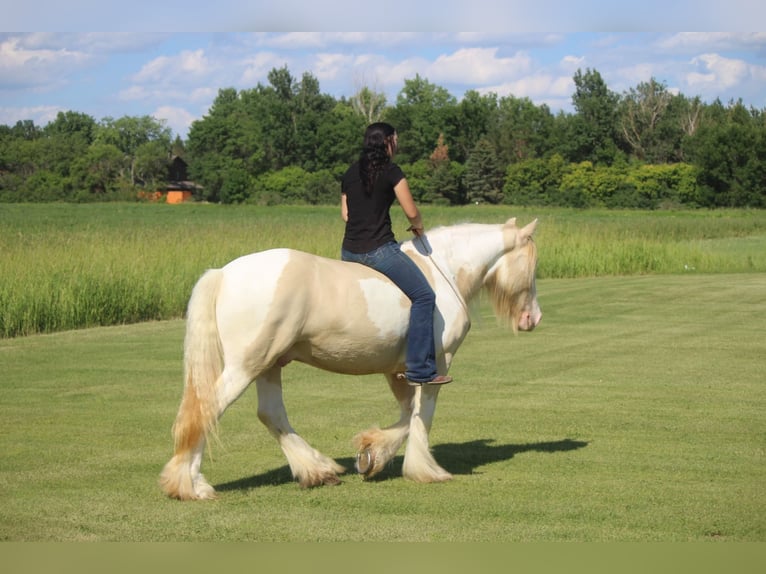 Cob Irlandese / Tinker / Gypsy Vanner Castrone 10 Anni 152 cm Champagne in Brookings SD