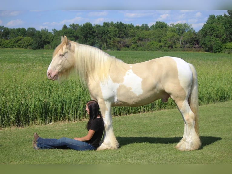 Cob Irlandese / Tinker / Gypsy Vanner Castrone 10 Anni 152 cm Champagne in Brookings SD