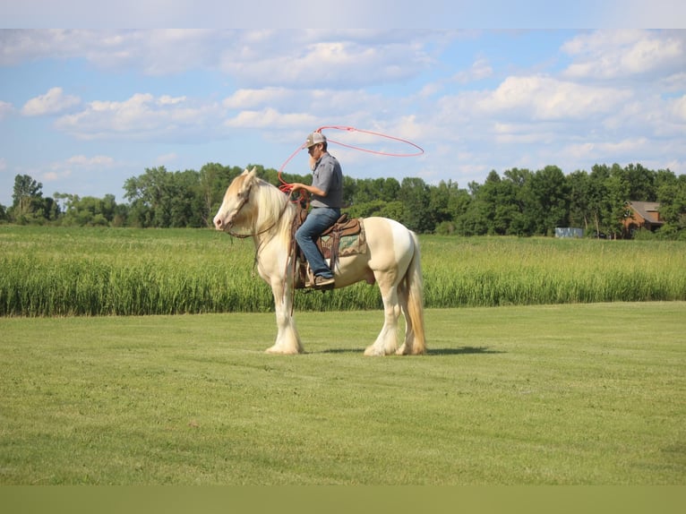 Cob Irlandese / Tinker / Gypsy Vanner Castrone 10 Anni 152 cm Champagne in Brookings SD